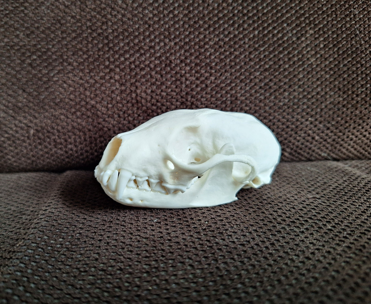 Stone marten skull #1