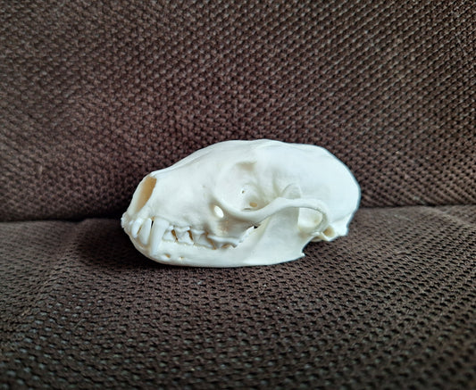 Stone marten skull #1