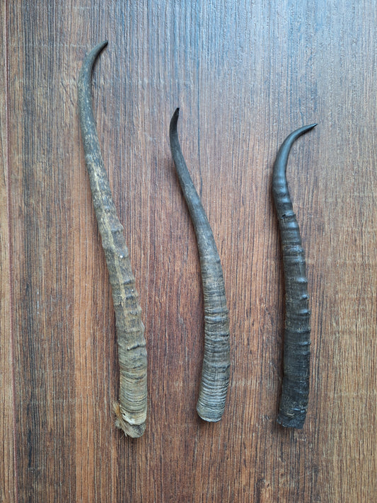 Dorcas gazelle horns, single