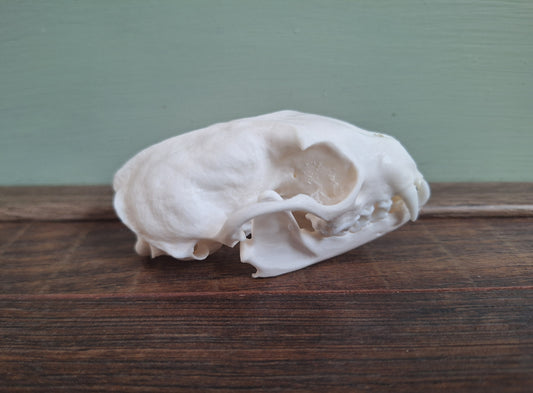 Stone marten skull, B-quality