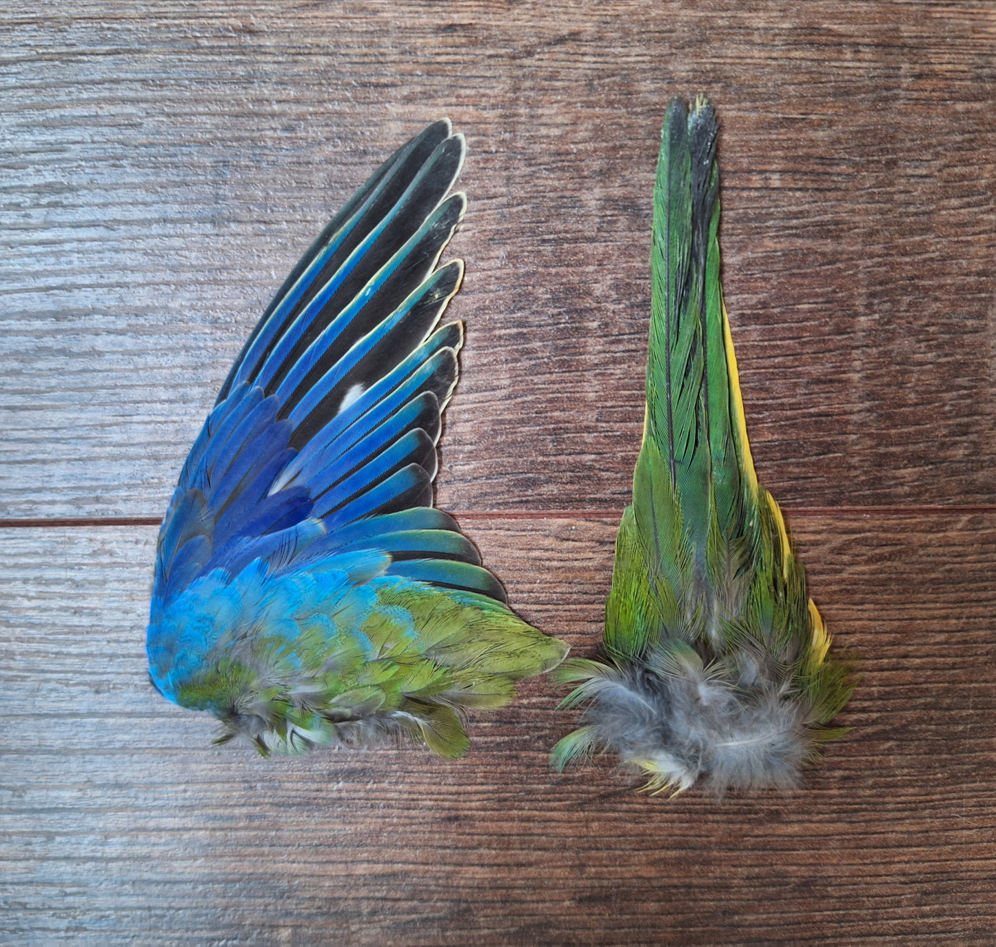 Parakeet single wing and tail, B-quality
