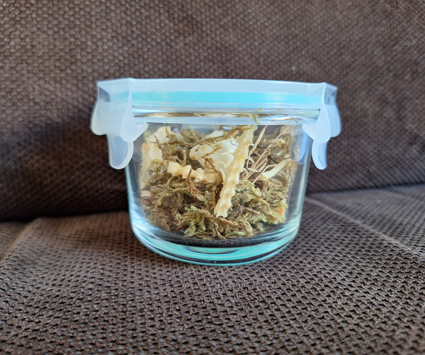 Jackdaw partial skeleton in glass jar