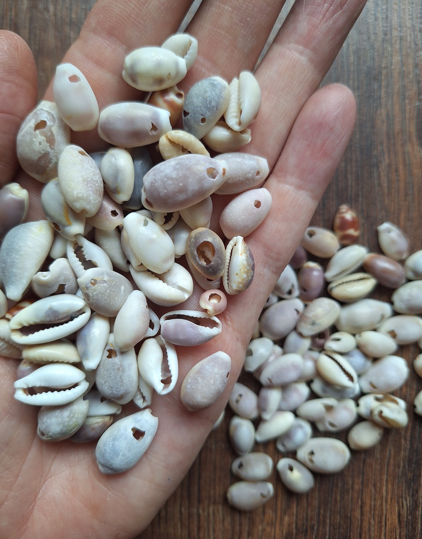 Cowrie shells mix, crafting set