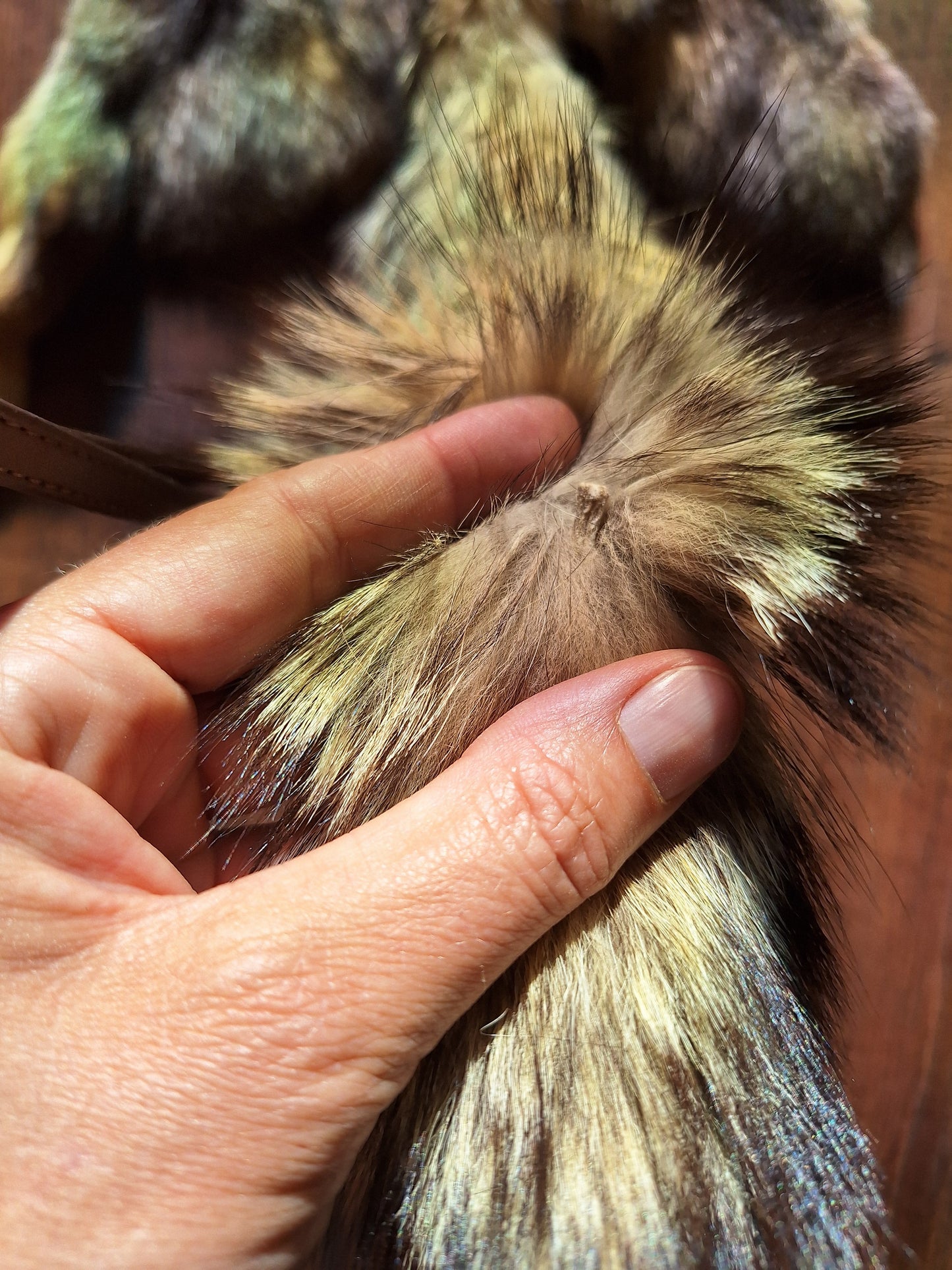 Cape fox hide #3