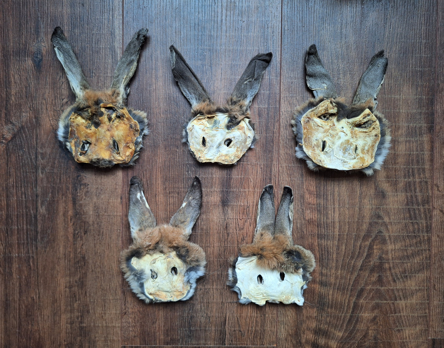 Hare head skins