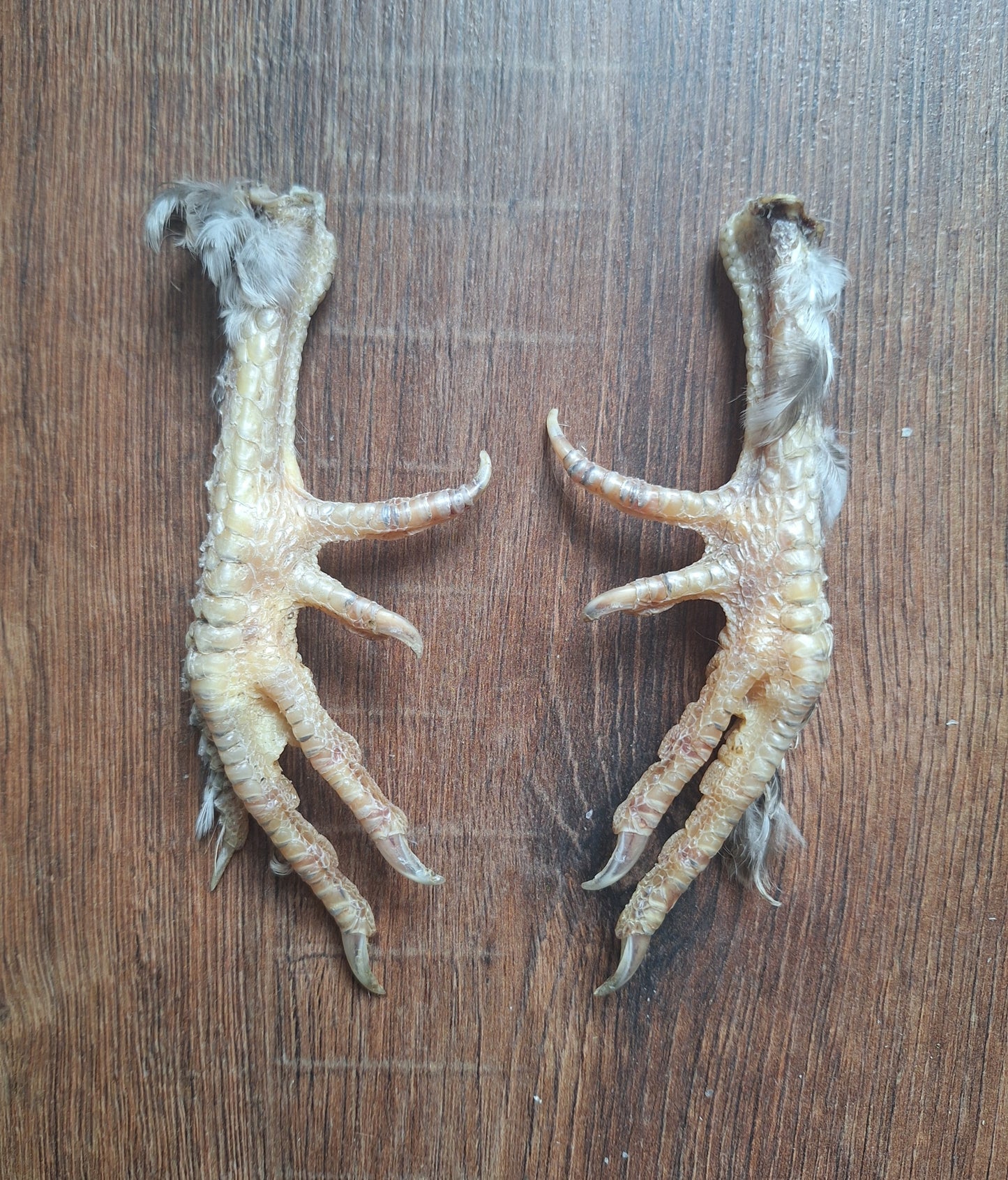 Silkie chicken lower legs, set of 2