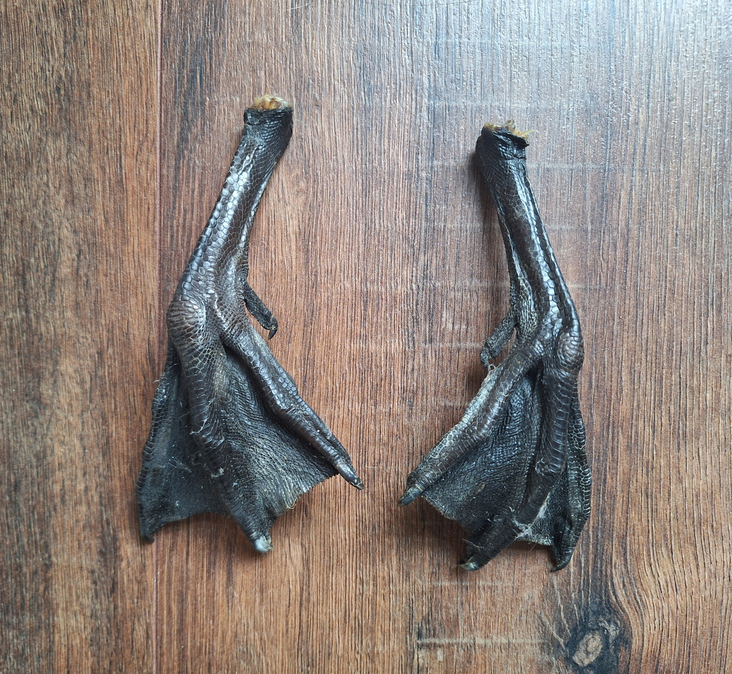 Barnacle goose lower legs, set of 2