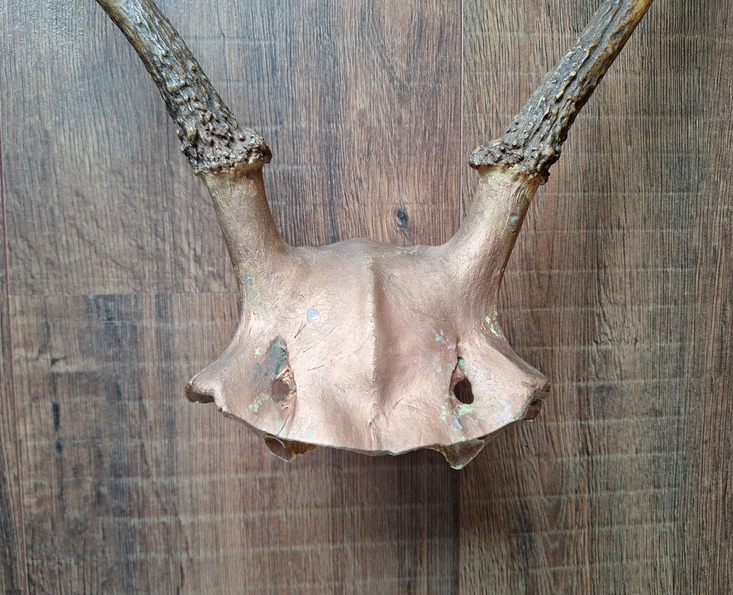 Red deer skull cap, B-quality