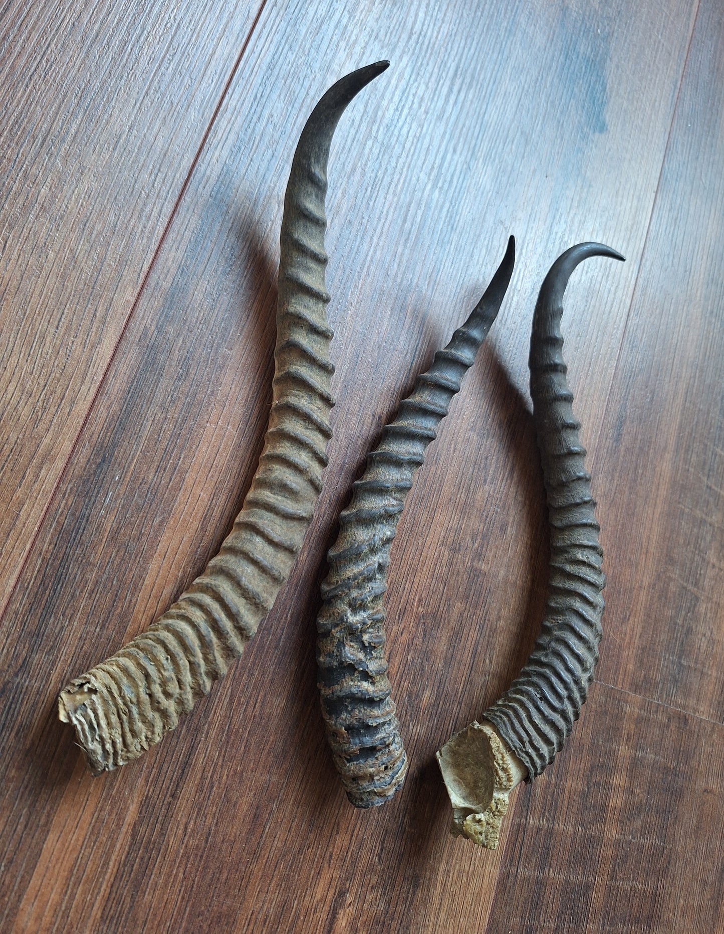 Dorcas gazelle horns, single