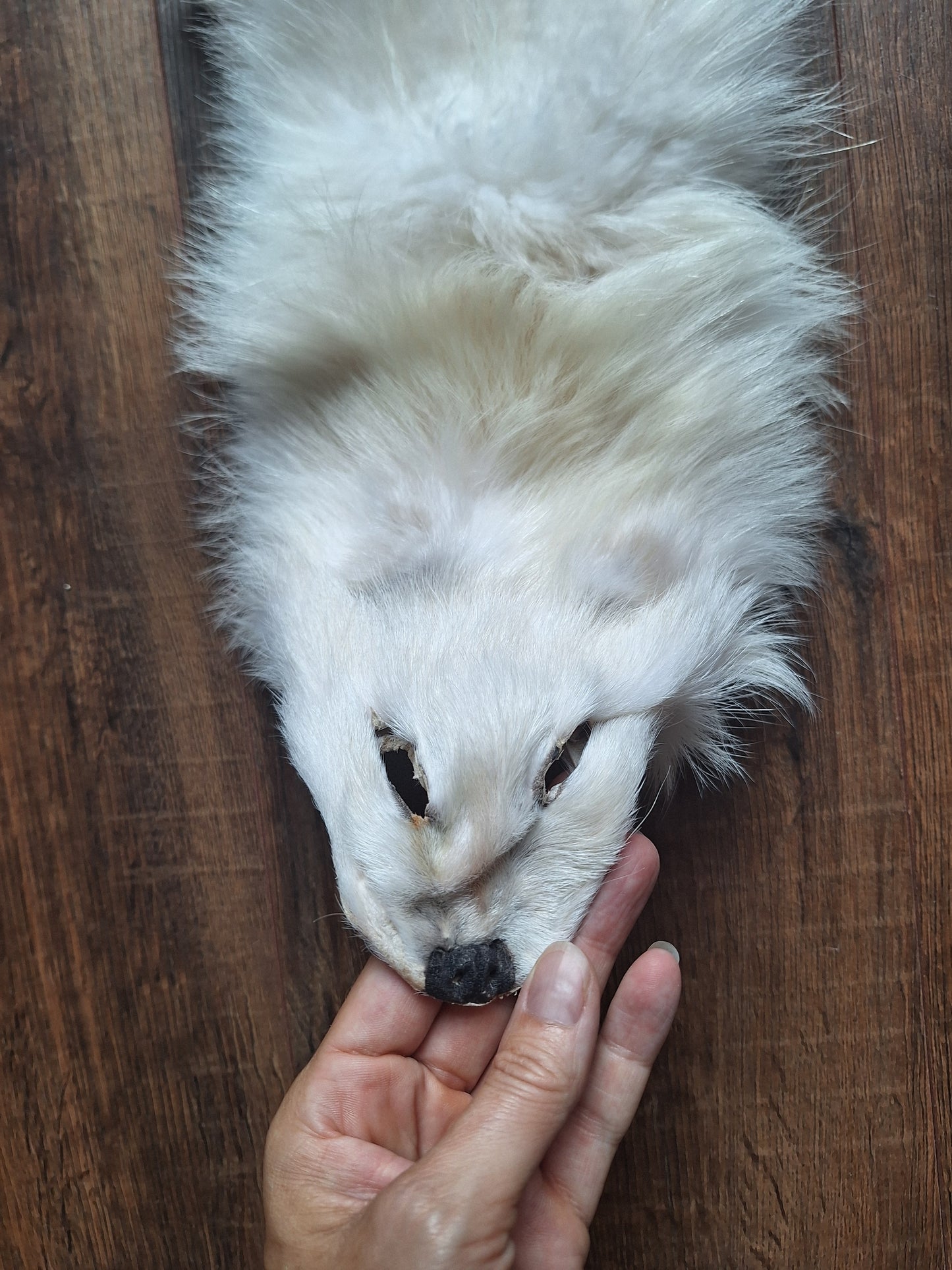 Polar fox hide