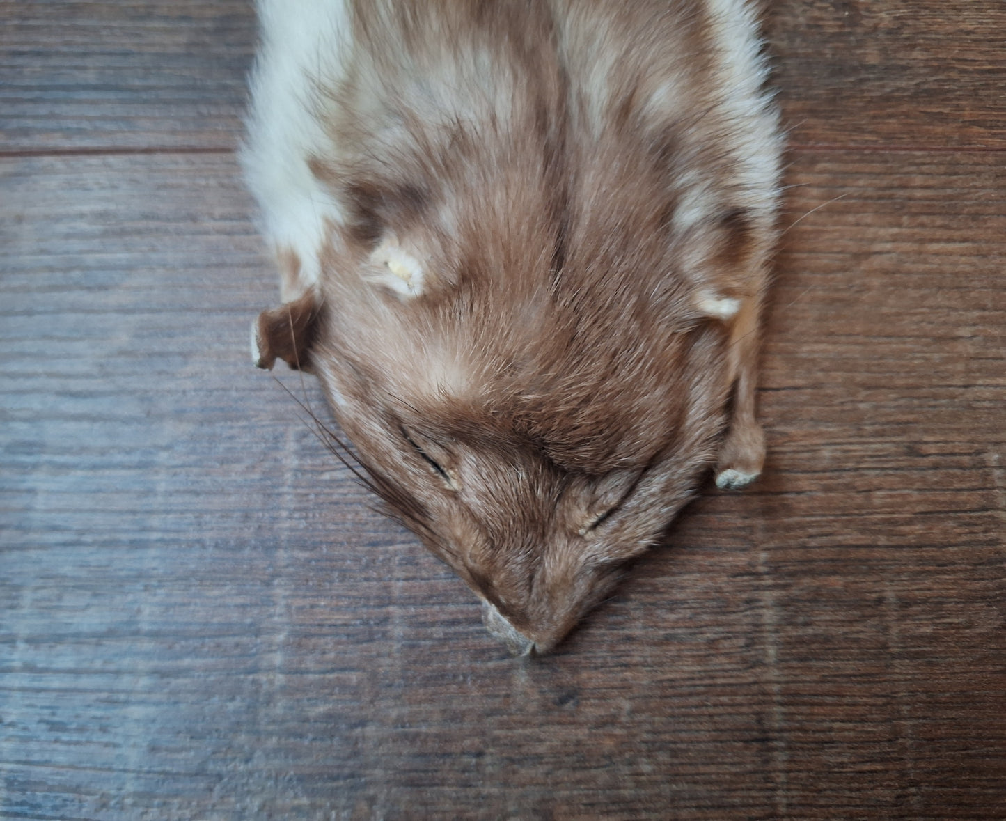 Stone marten hide #11