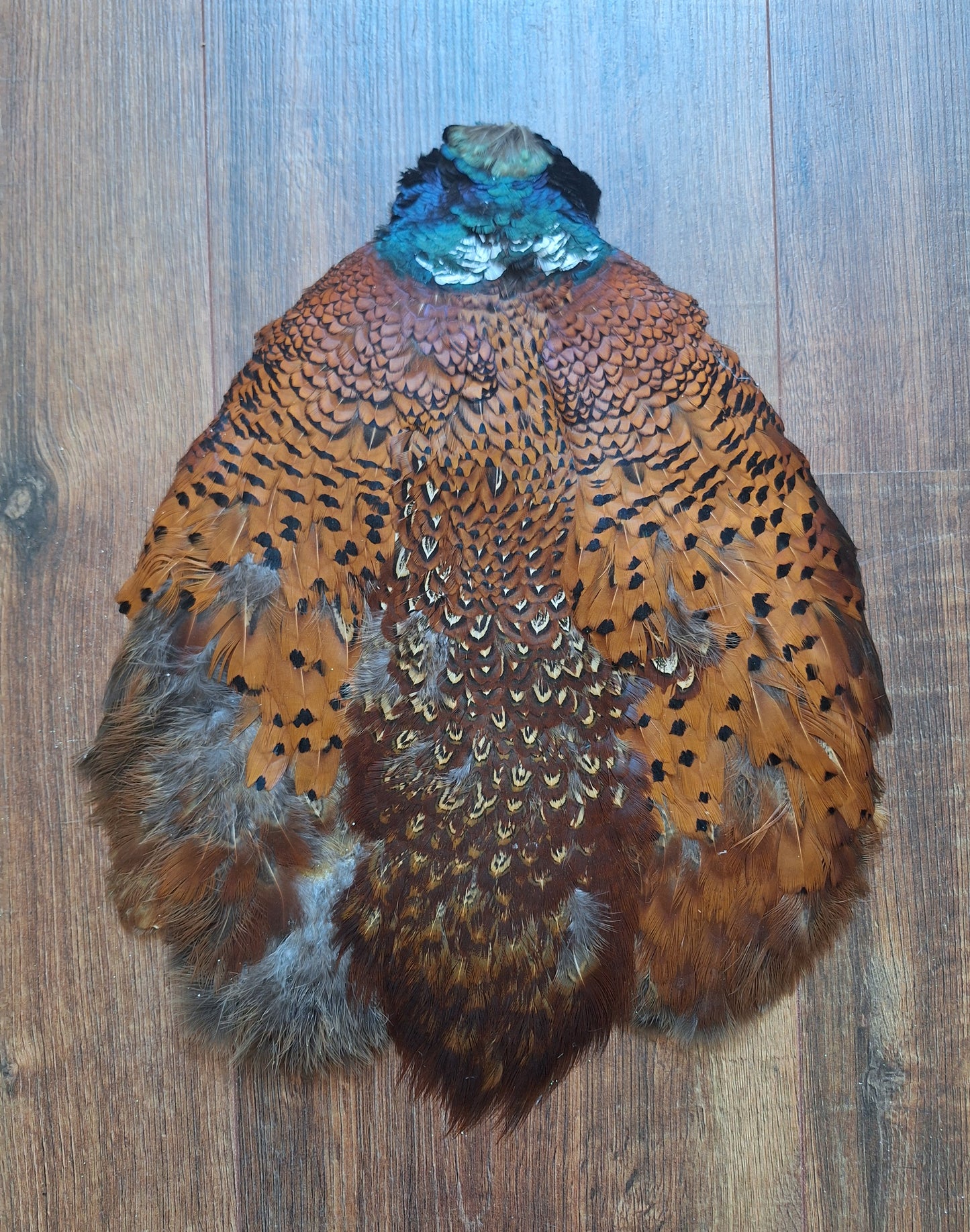 Pheasant skin