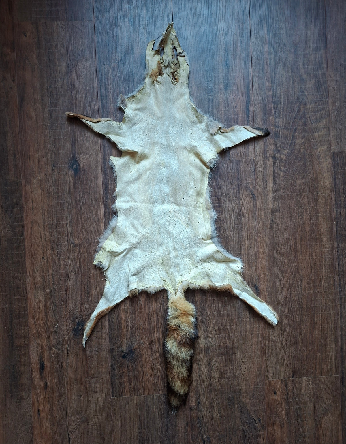 Red fox hide #33, B-quality