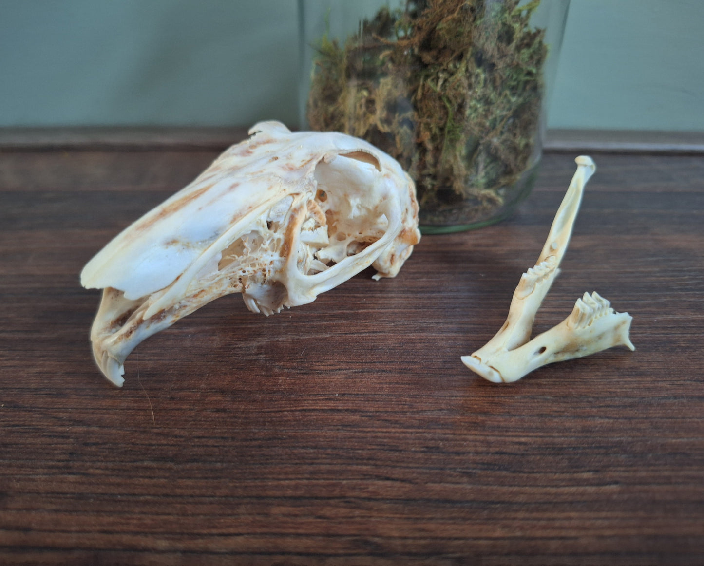 Rabbit skull, B-quality, in glass jar