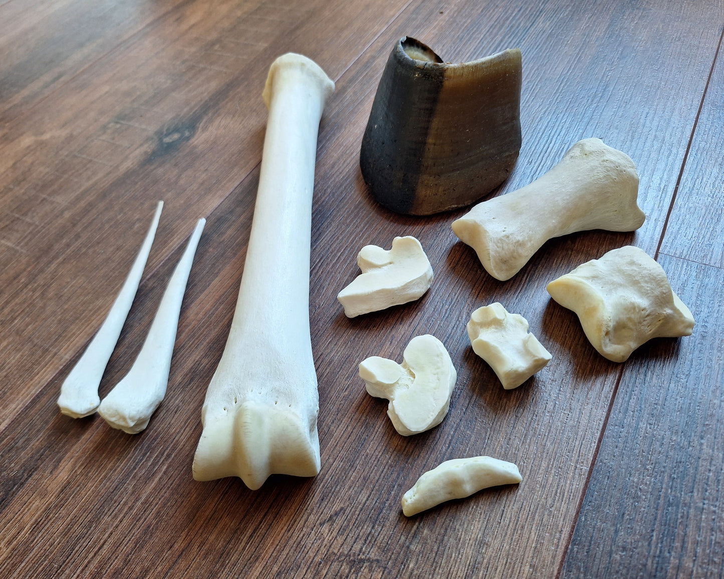 Horse lower leg bone set