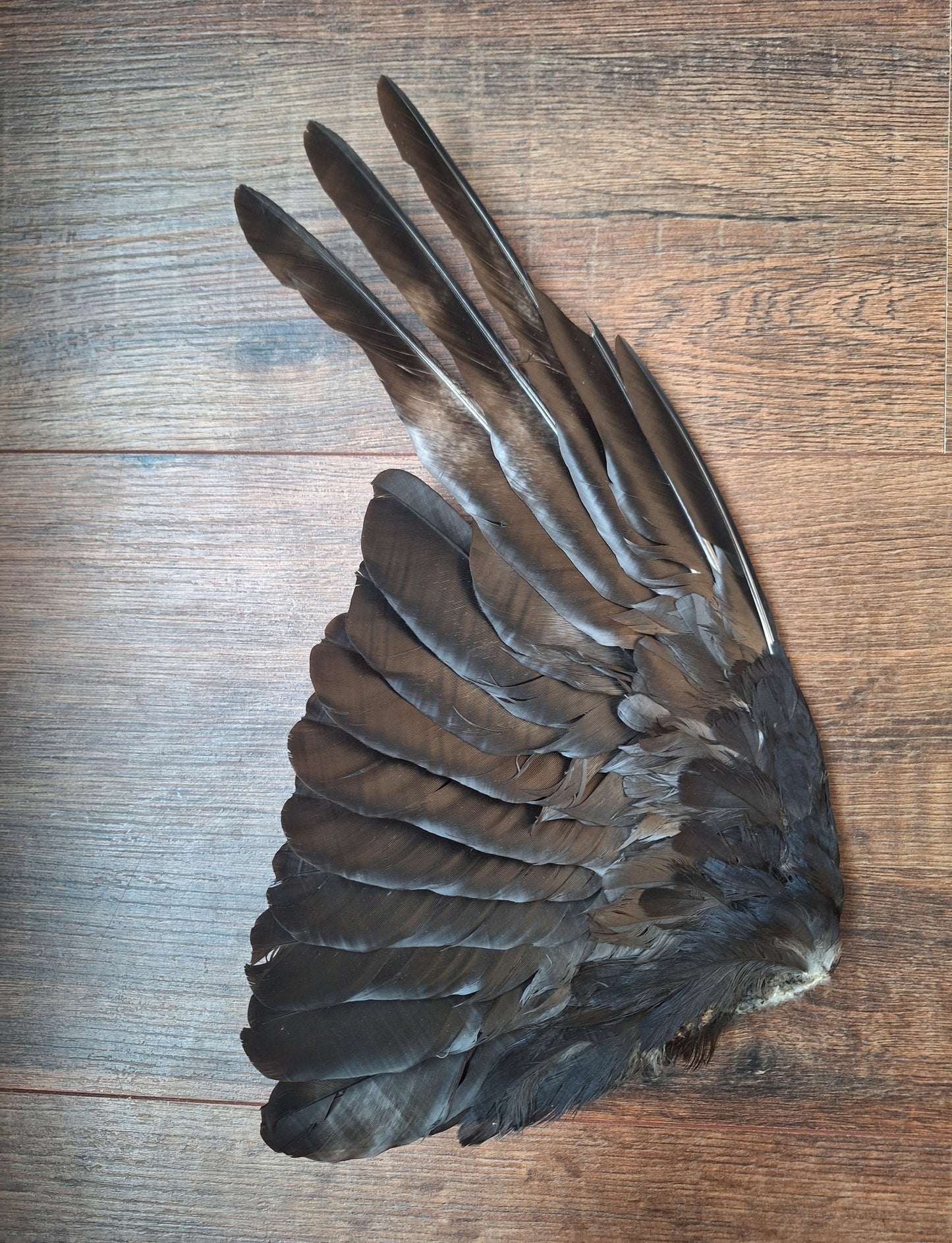 Crow single wing #46, B-quality