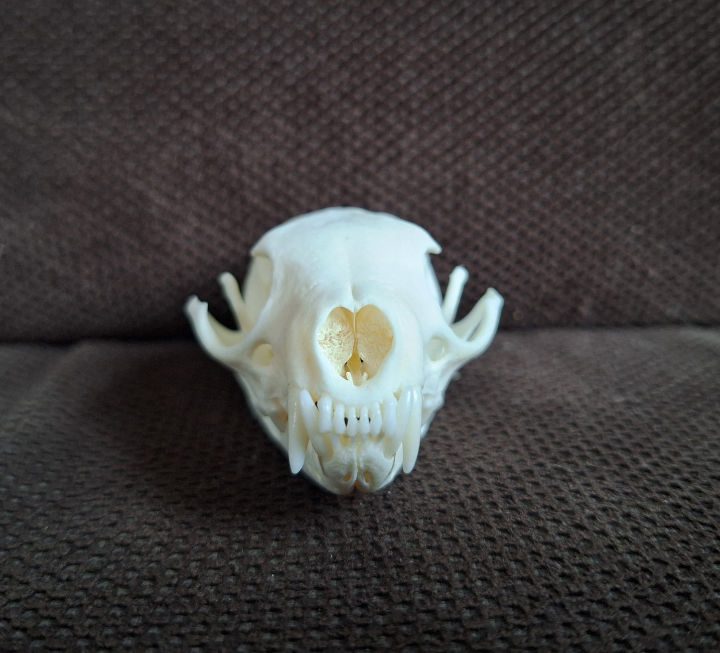 Stone marten skull #2