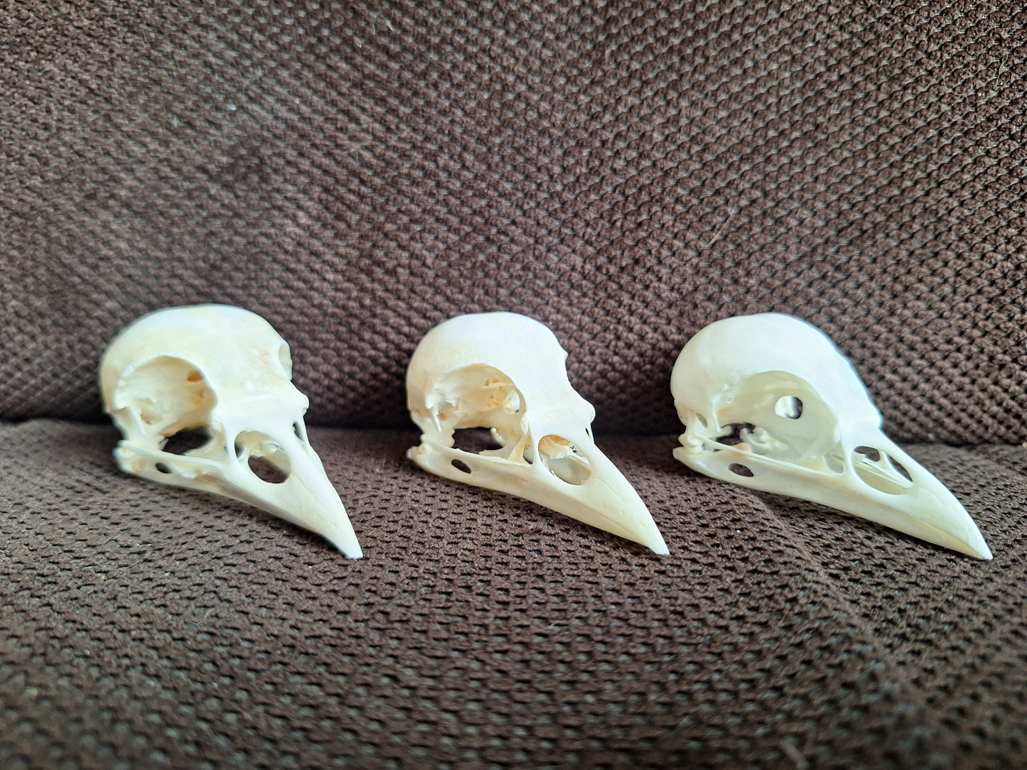 Jackdaw skull