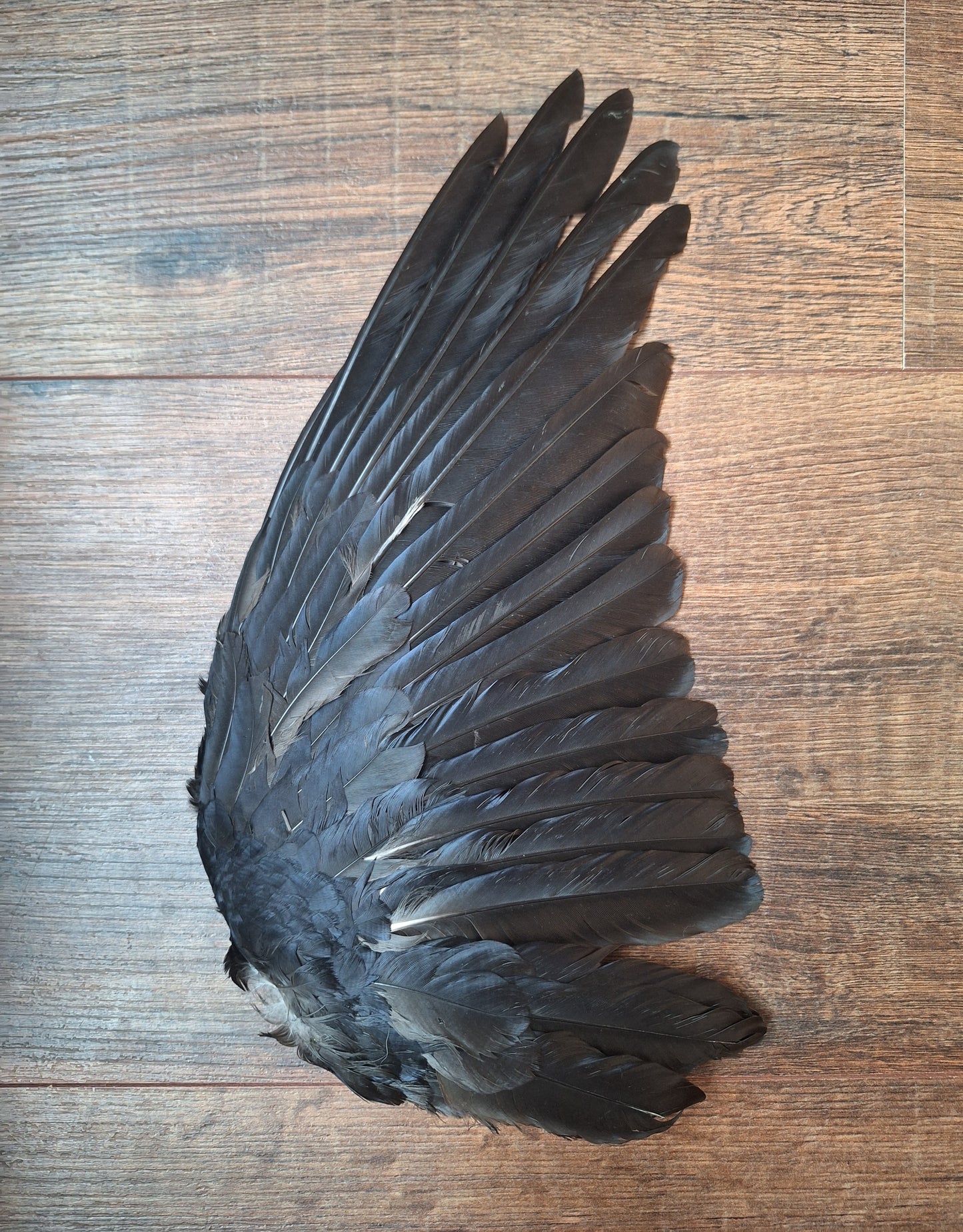 Crow single wing #45