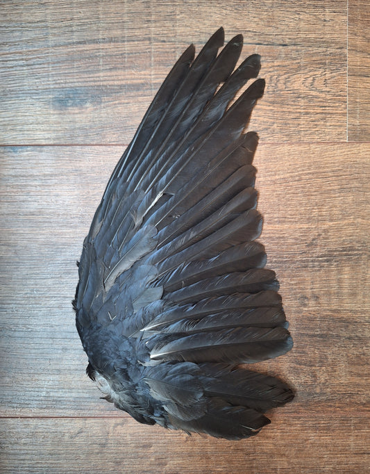 Crow single wing #45