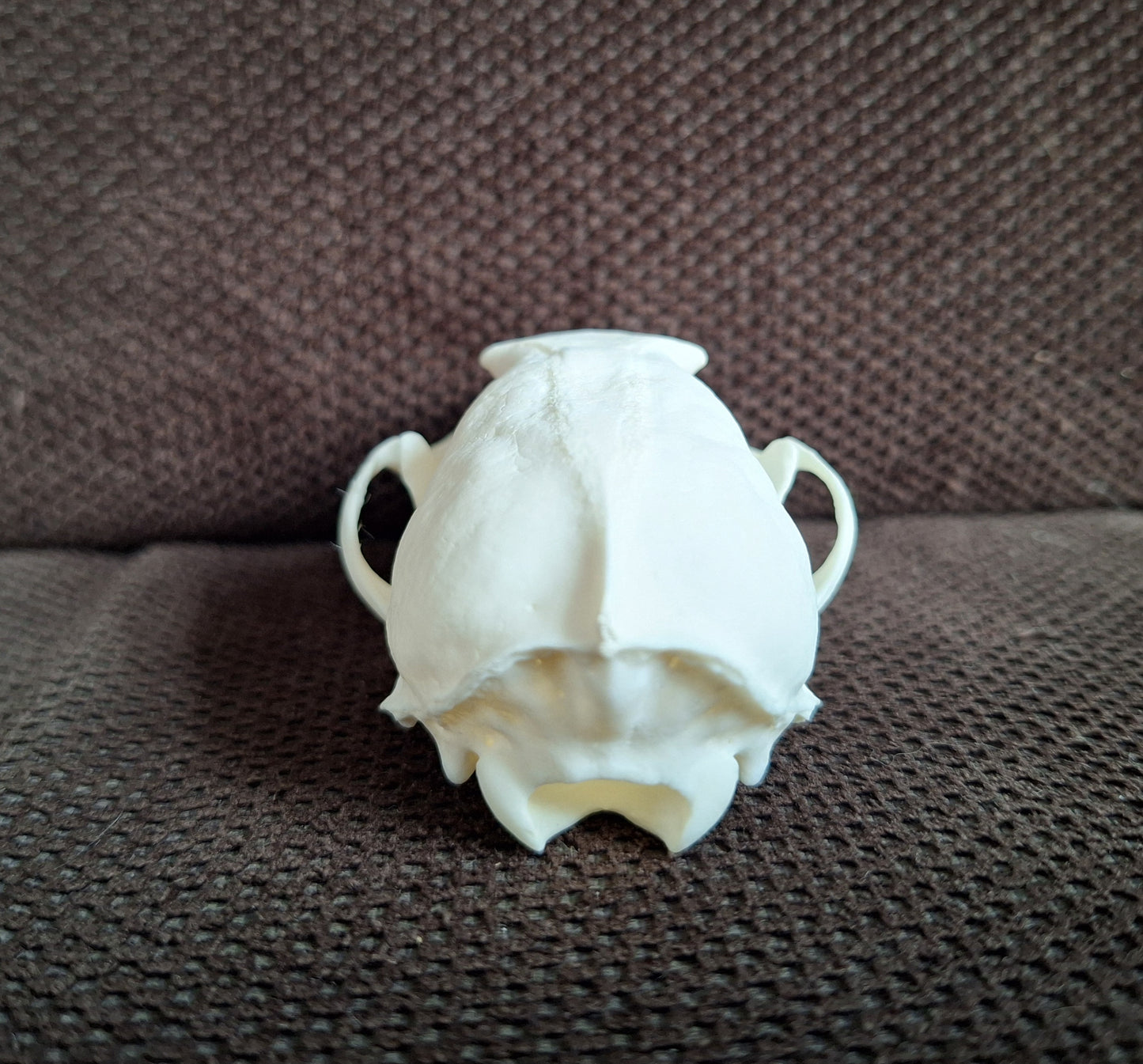 Stone marten skull #1