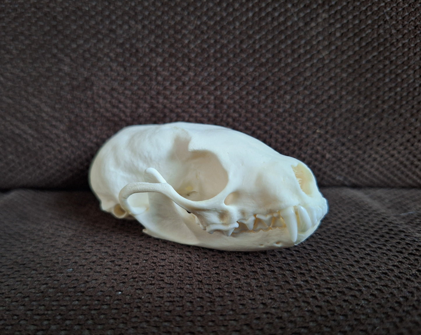 Stone marten skull #3