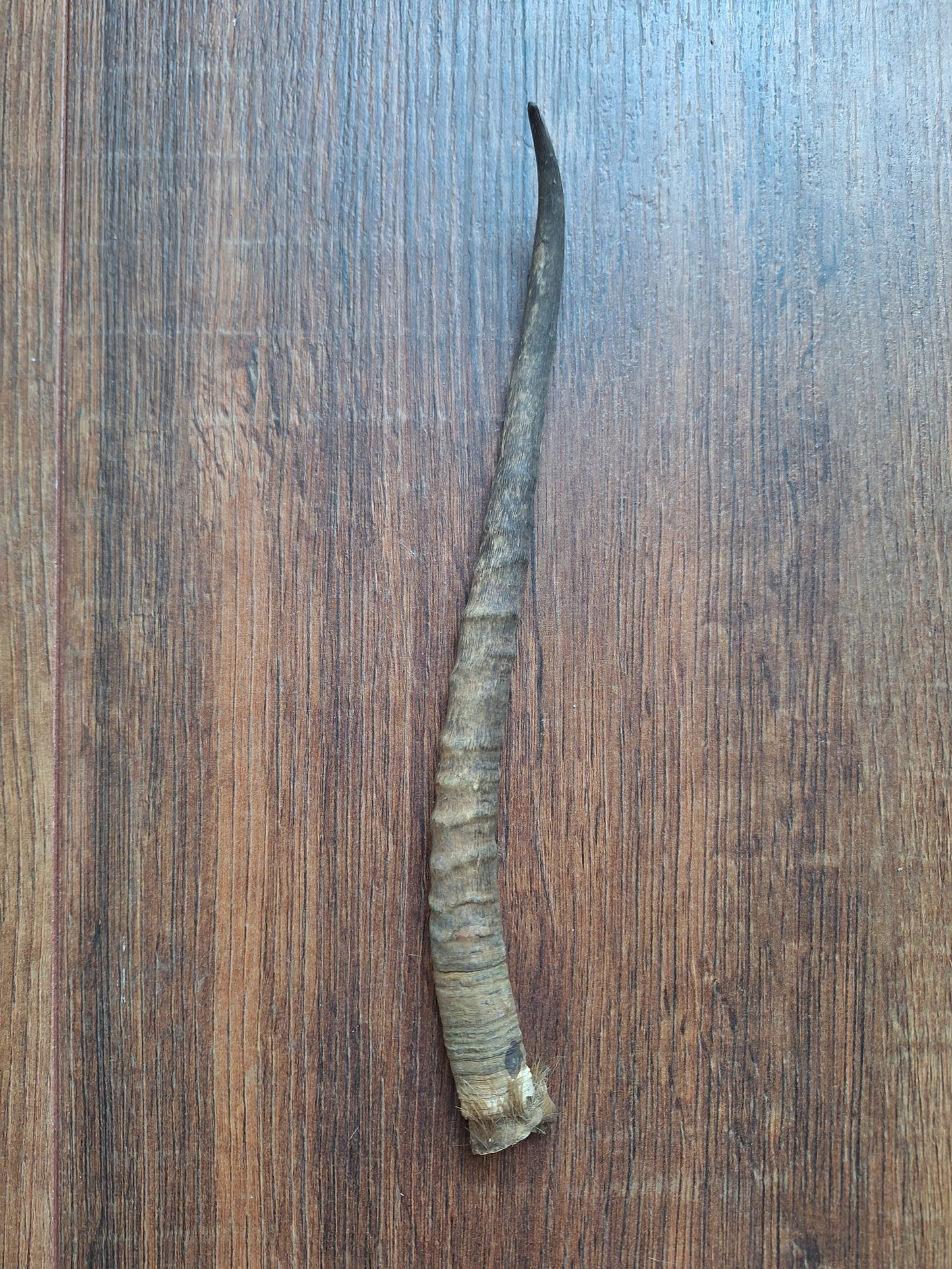 Dorcas gazelle horns, single