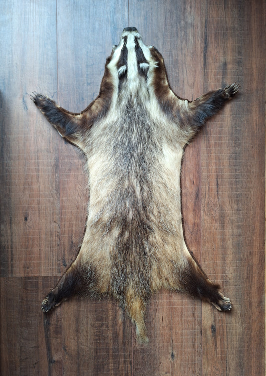 Badger hide #6