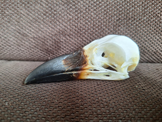 Crow skull #35
