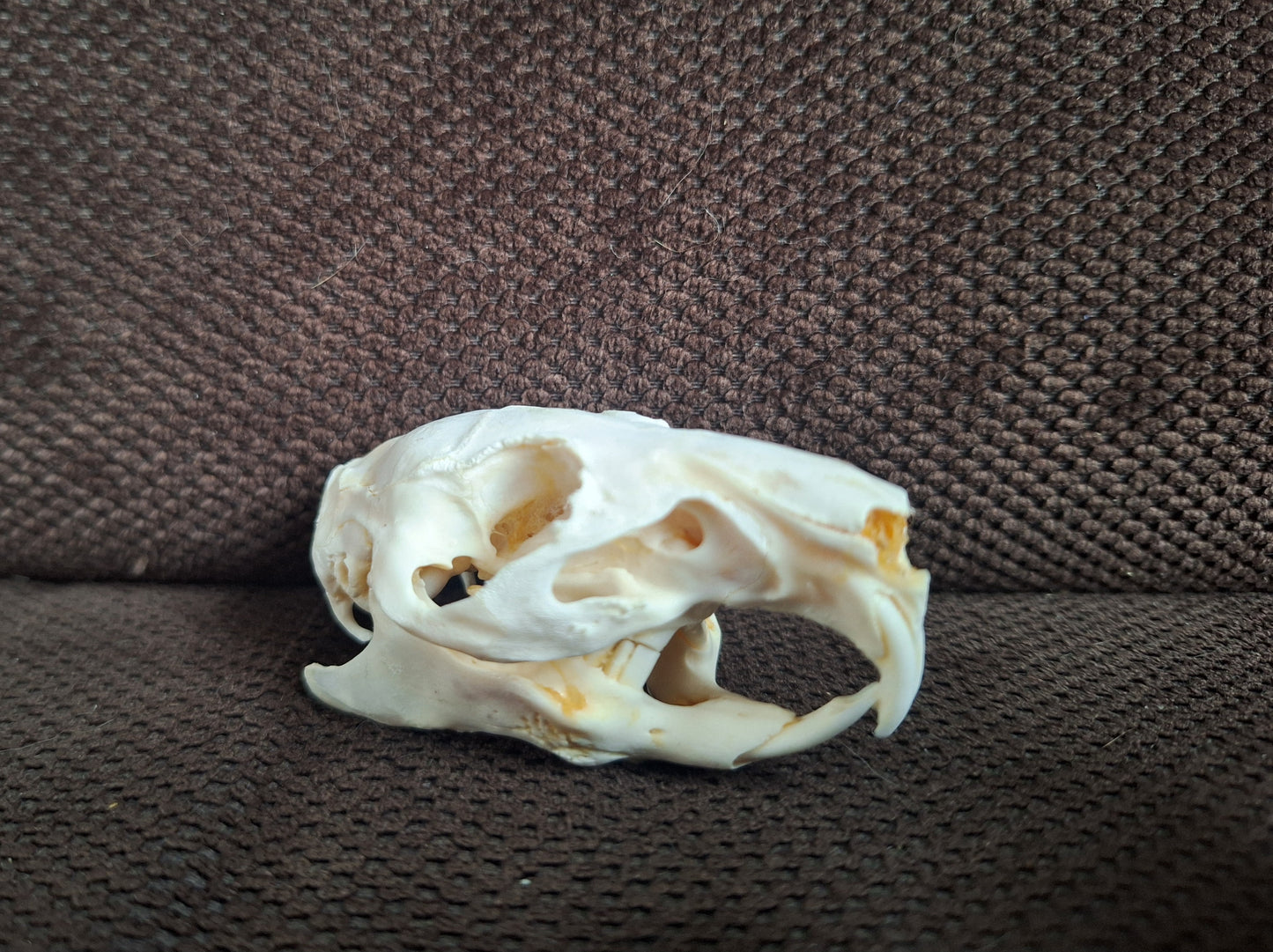 Guinea pig skull