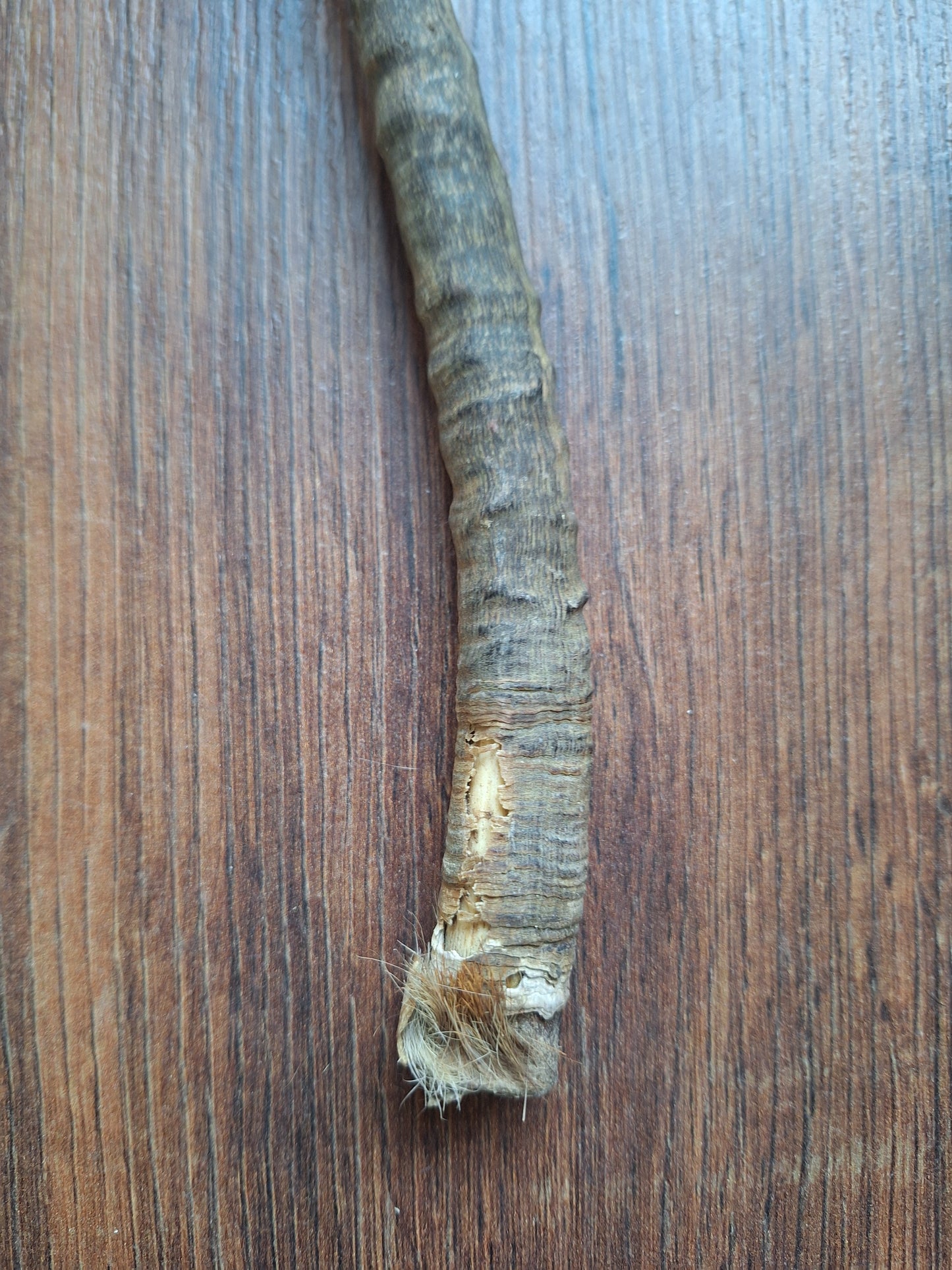 Dorcas gazelle horns, single