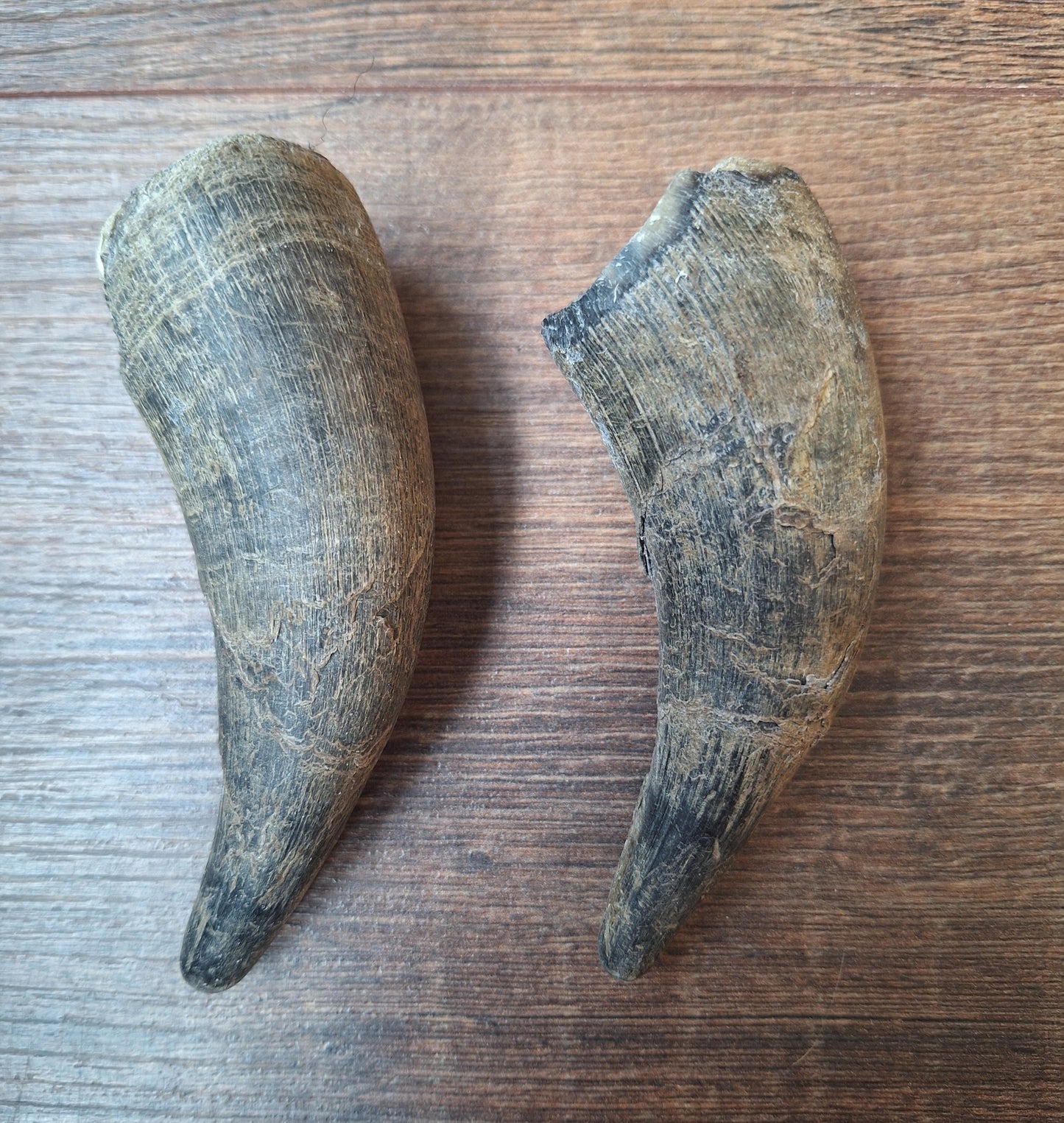 Cow horn set