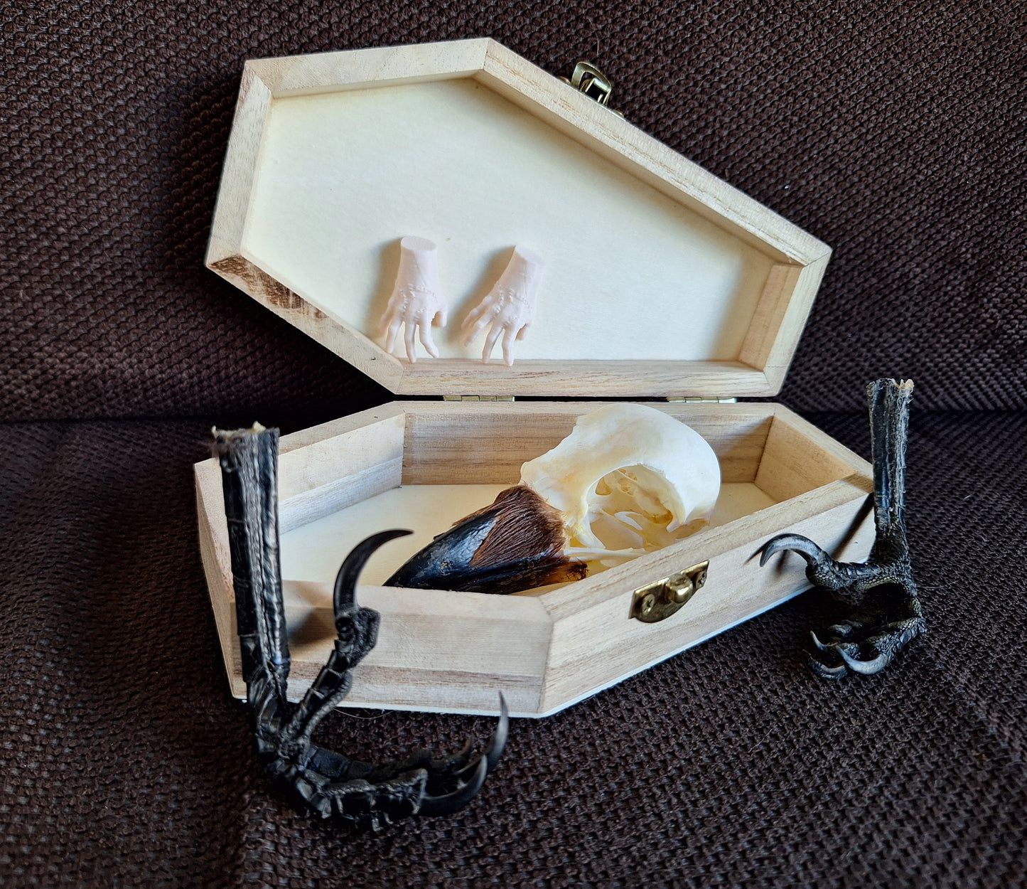 Crow skull and claws set in coffin