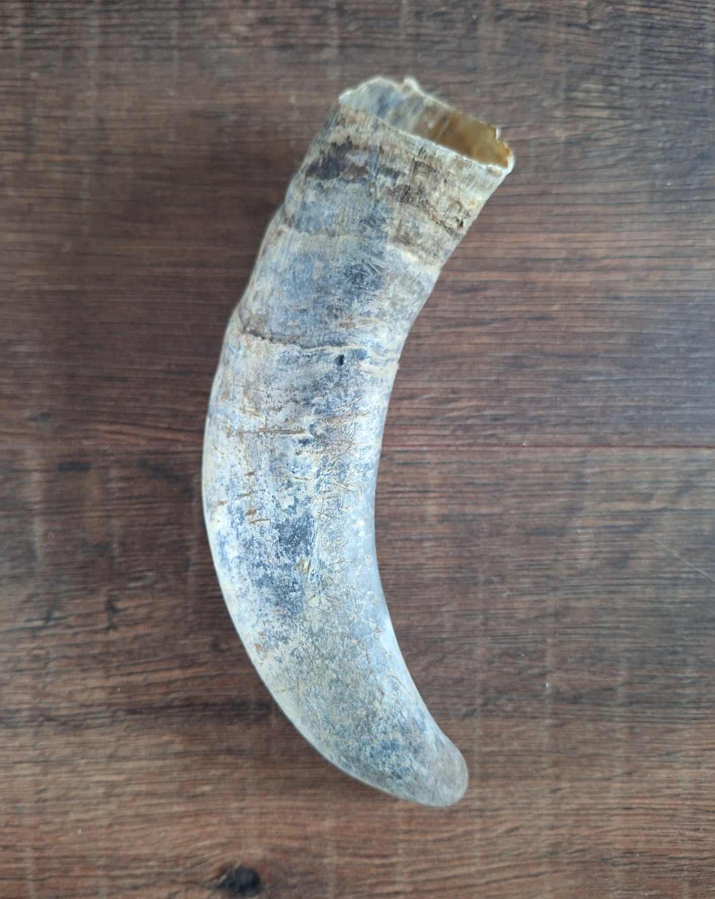Cow horns