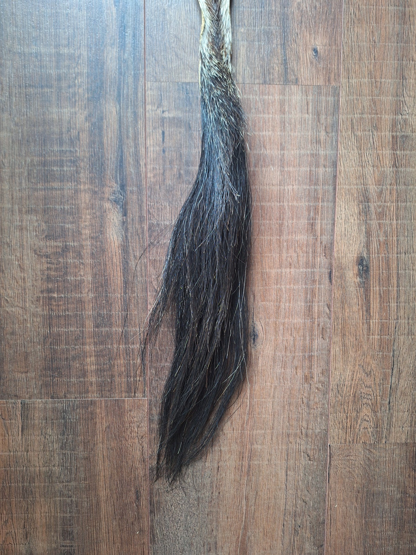 Gemsbok tail
