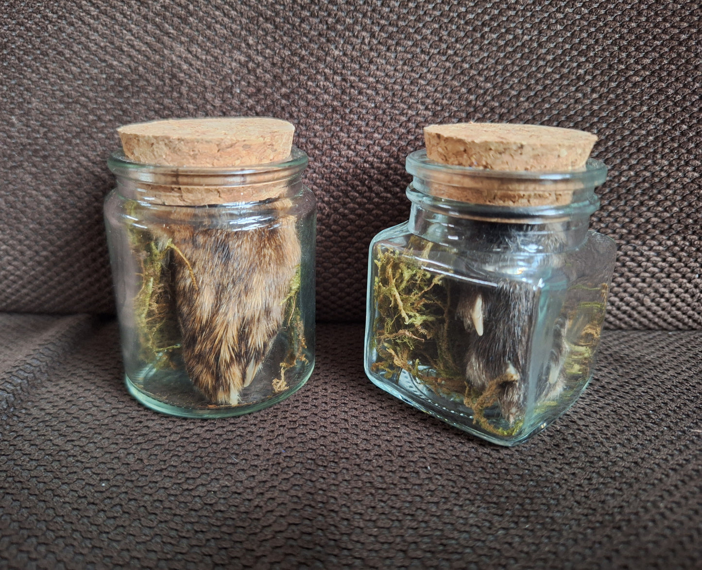 Fox paws, B-quality, in glass jar