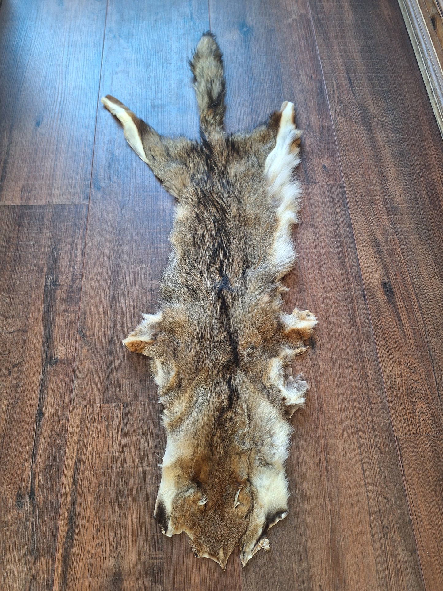Cape fox hide #5, B-quality