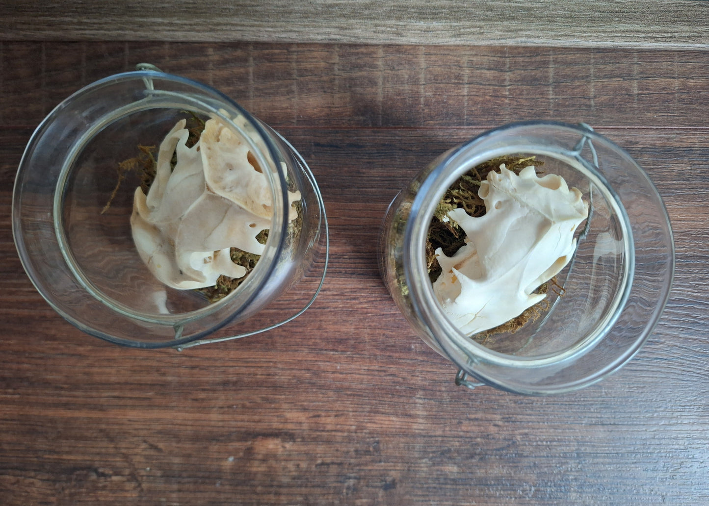 Alpine marmot upper skull, B-quality, in glass jar