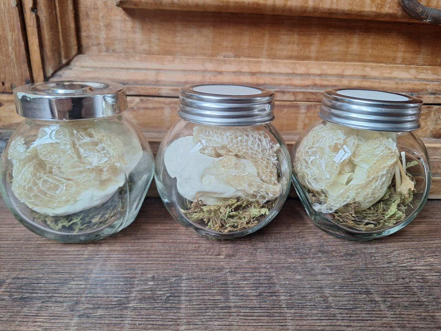 Snake set in glass jar