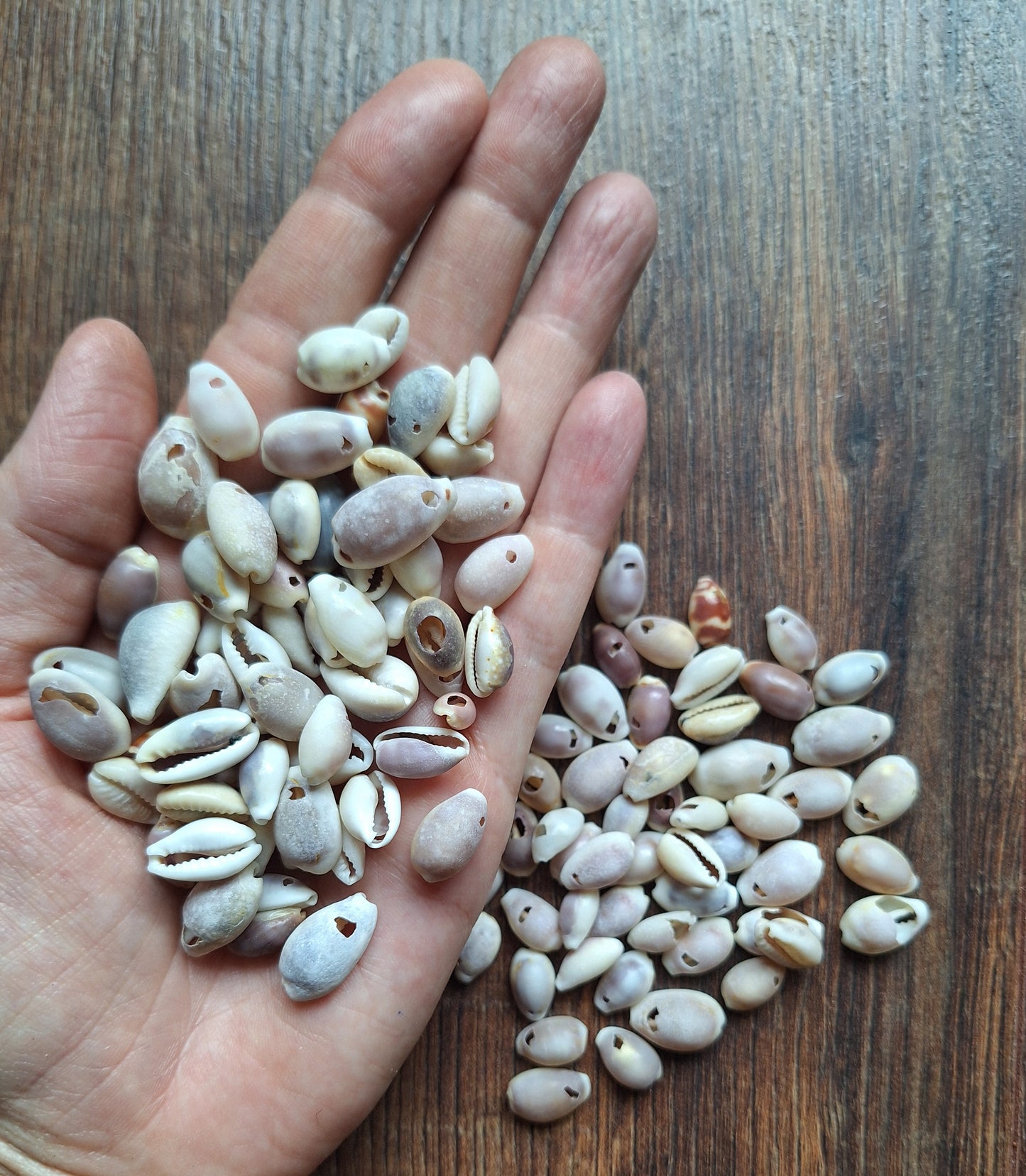 Cowrie shells mix, crafting set