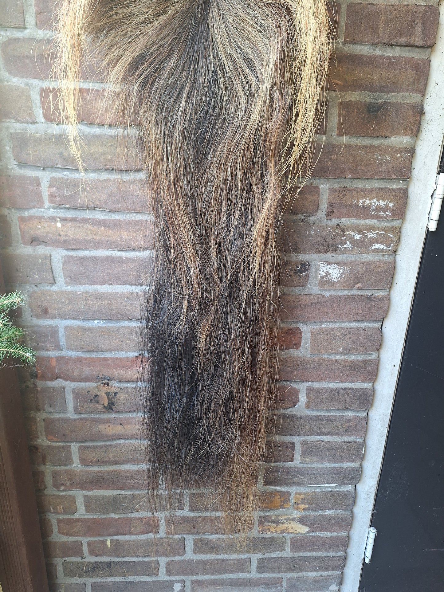Horse tail #8, complete tail