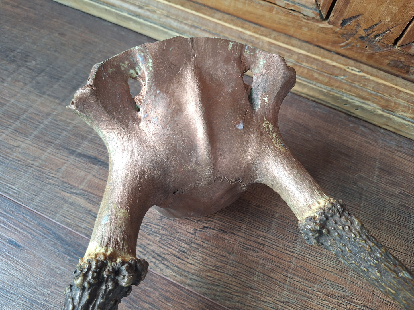 Red deer skull cap, B-quality