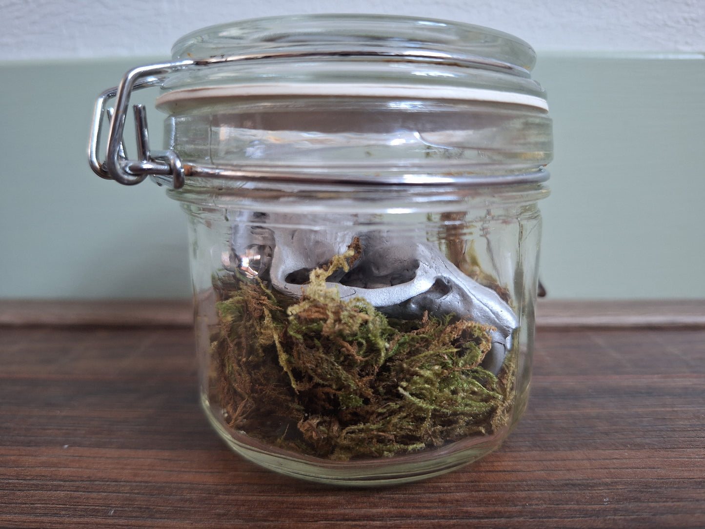 Musk rat upper skull, silver-painted, in glass jar
