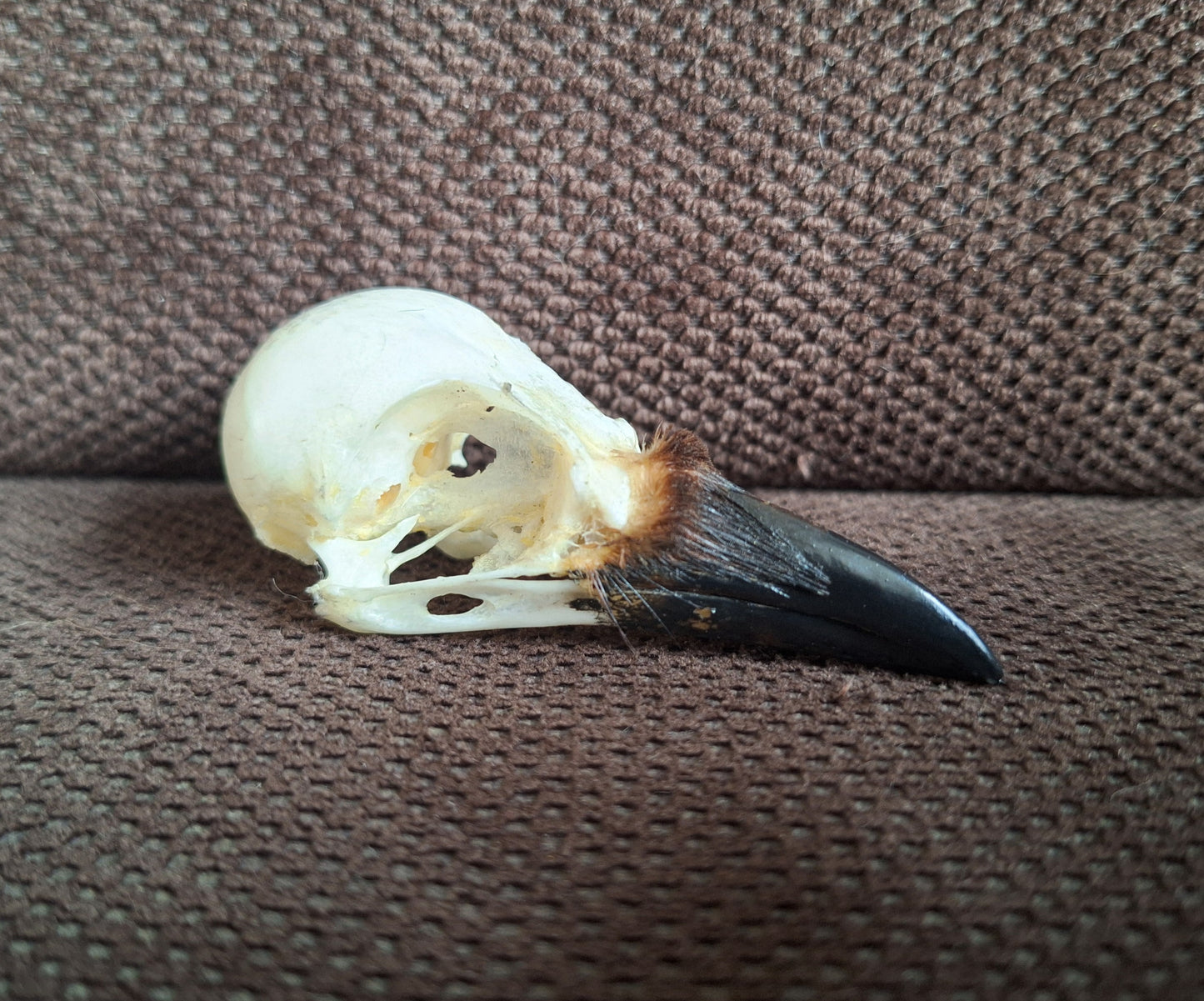 Jackdaw skull #7