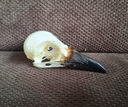 Jackdaw skull #7