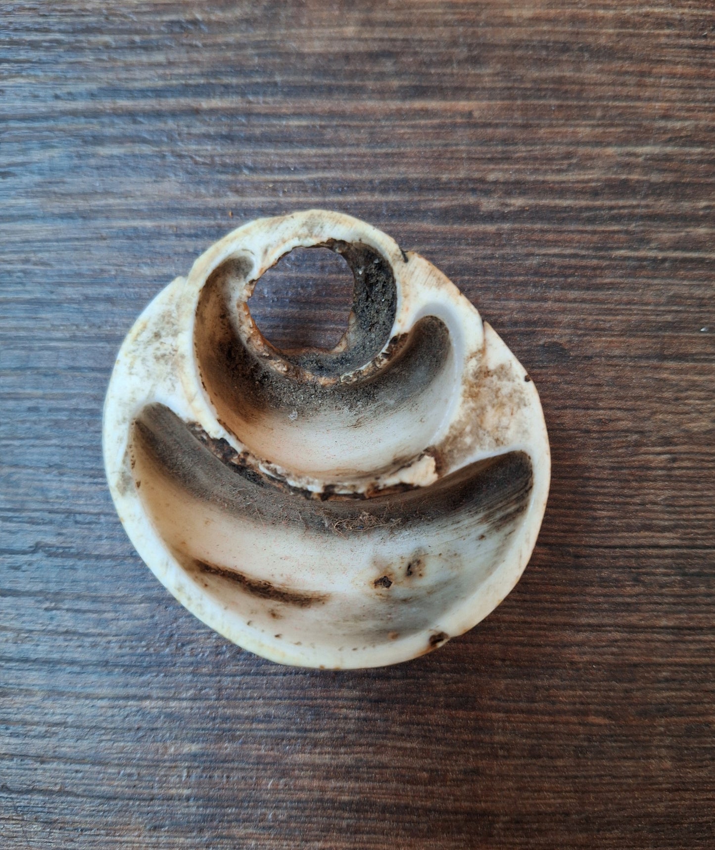 Old Tibetan conch shell pendant