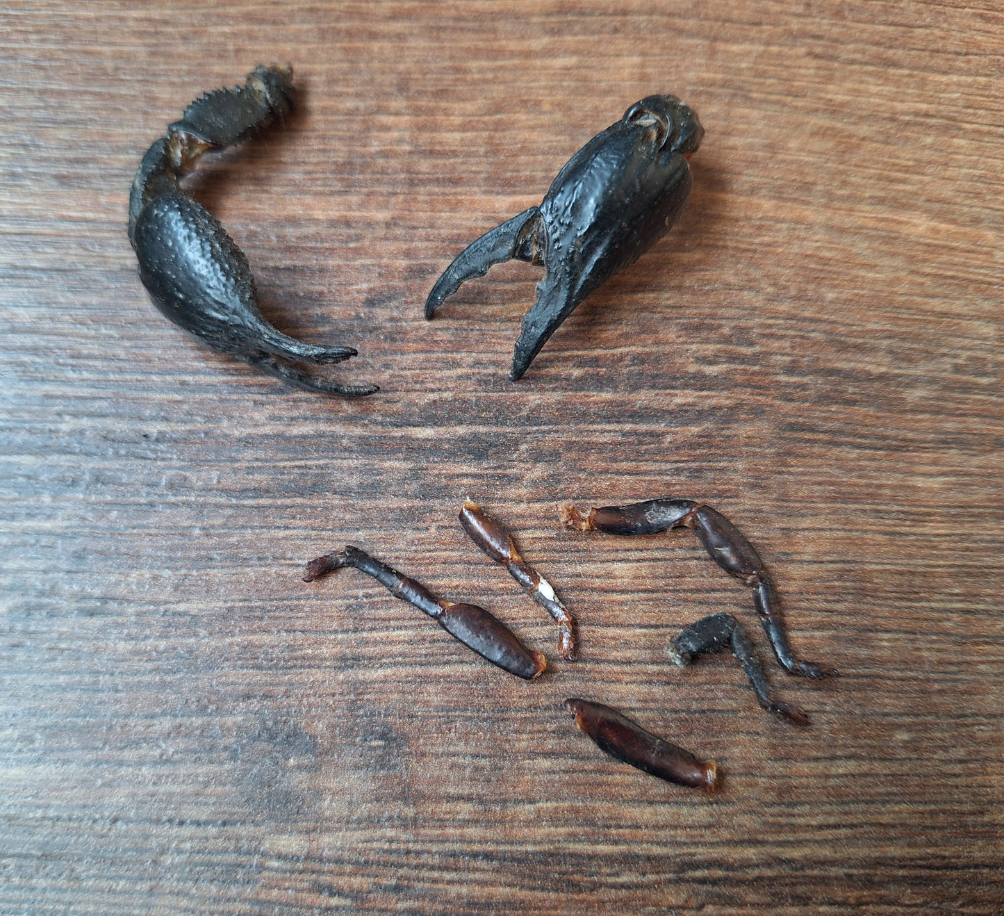 Scorpion claws in glass jar