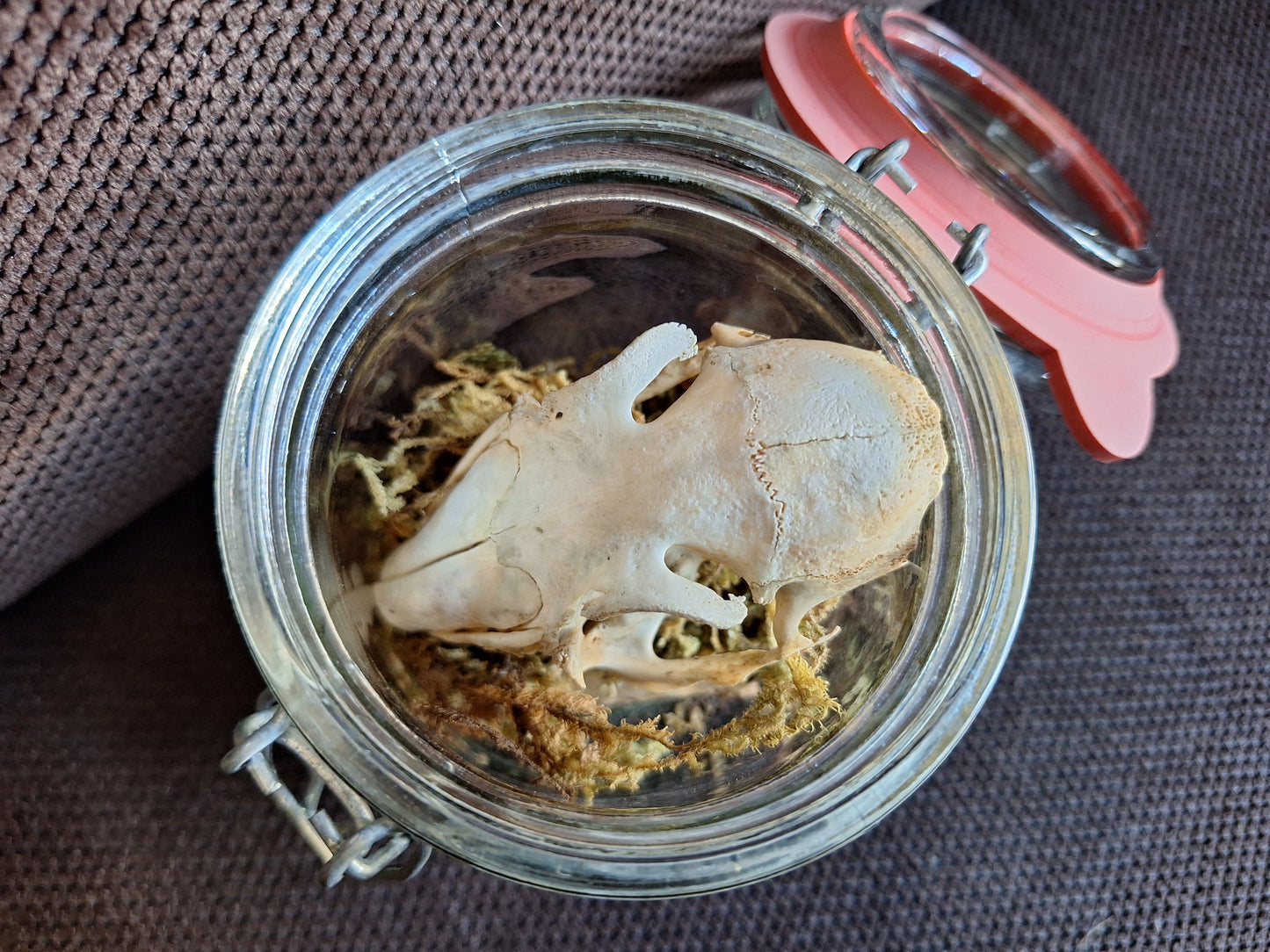 Rabbit skull, B-quality, in glass jar