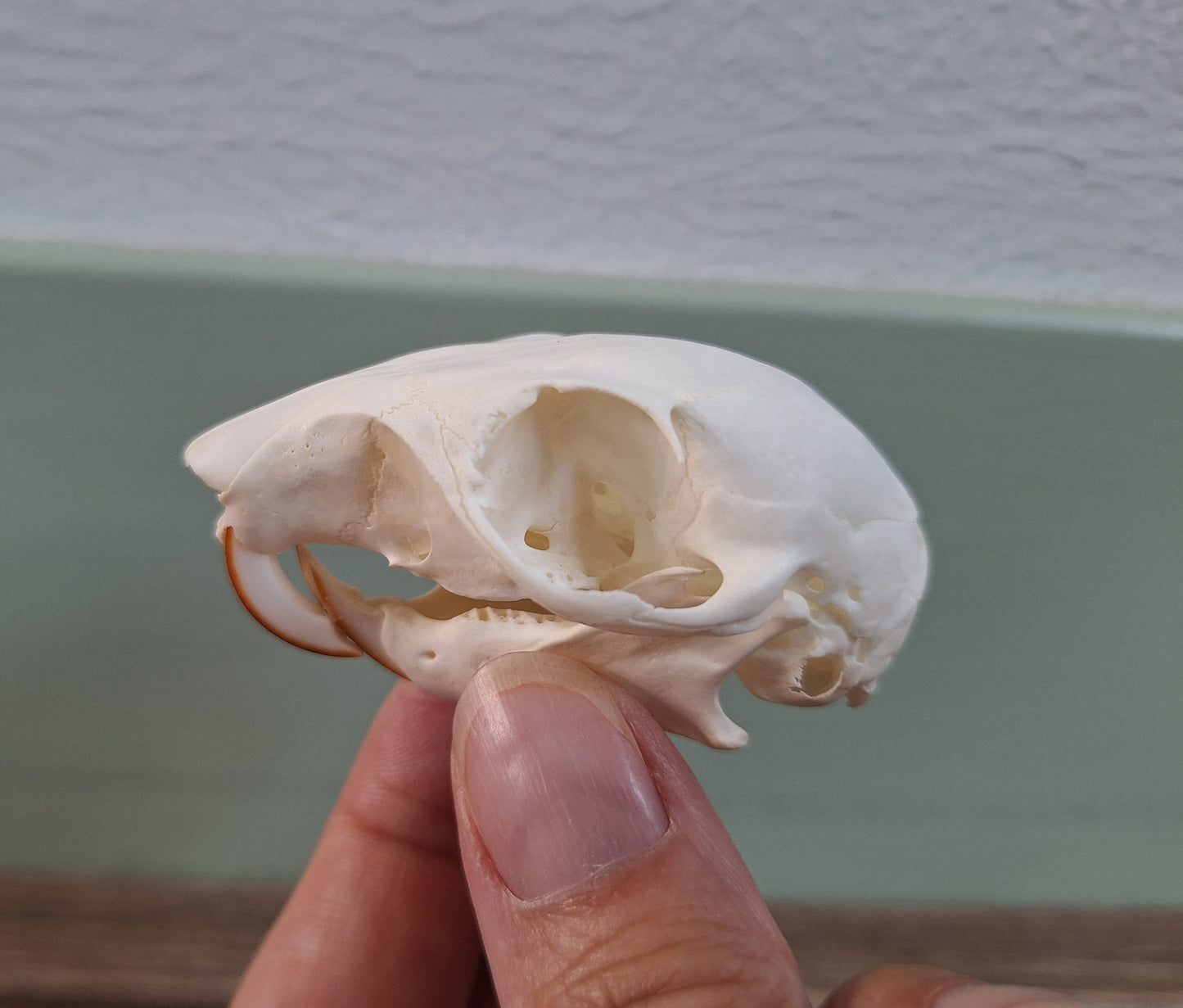 Gray squirrel skull
