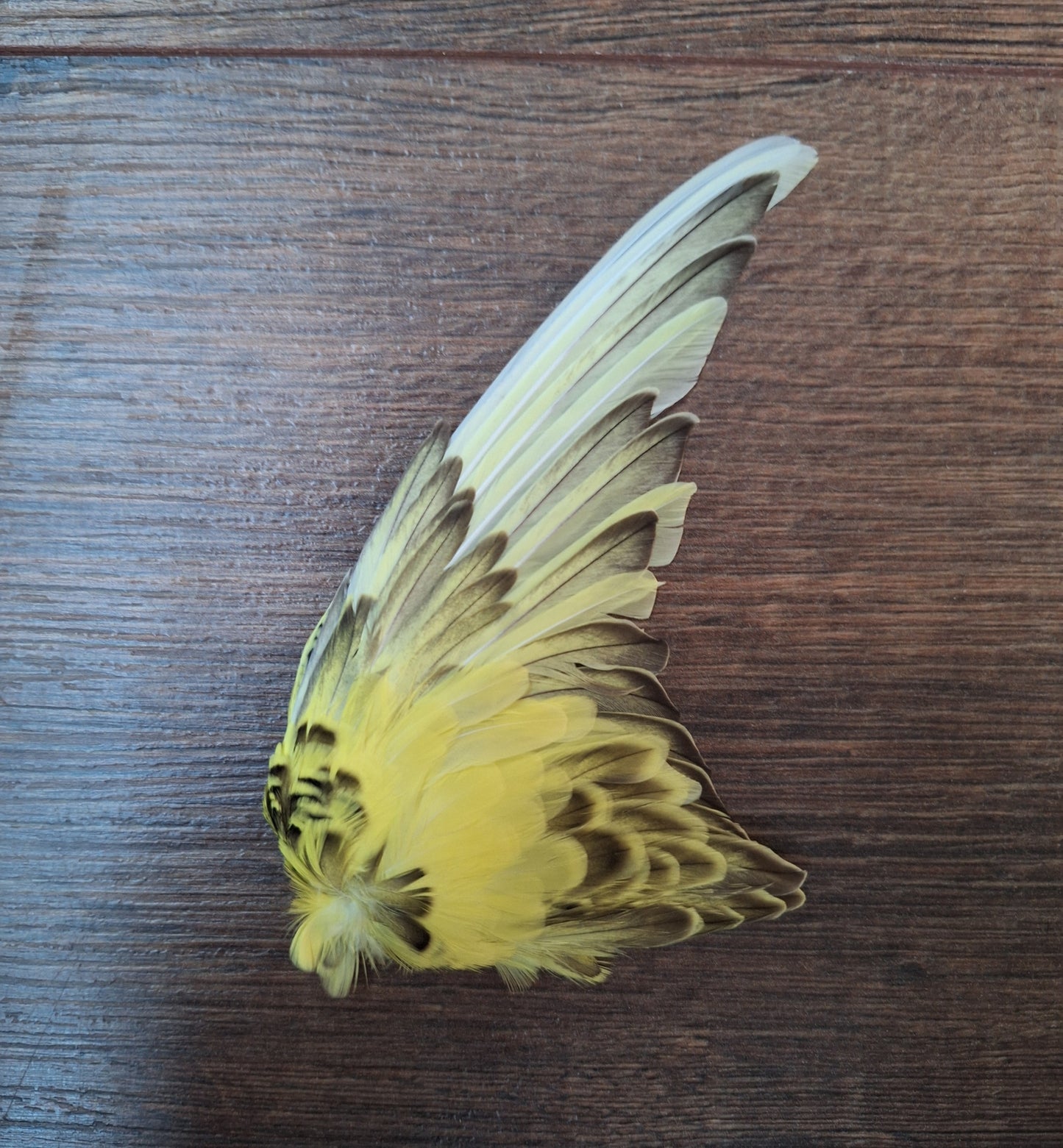 Parakeet single wings